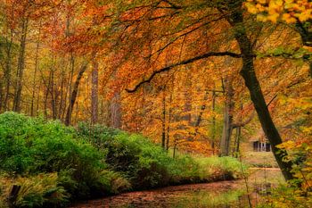 Herfstkleuren op landgoed Elswout