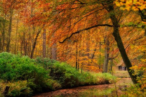 Couleurs d'automne sur le domaine d'Elswout