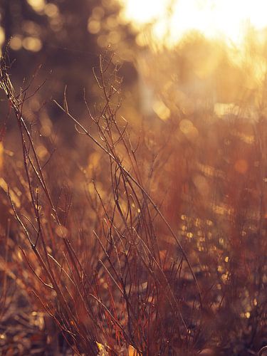 Détail d'une belle herbe avec contre-jour