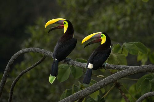 Toucans