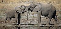 Zweisamkeit - Afrika wildlife von W. Woyke Miniaturansicht