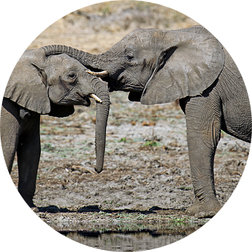 Be together - Africa wildlife van W. Woyke