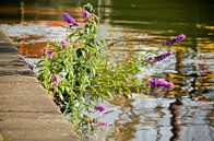 Butterfly bush on the quay by Frans Blok - photos, art and other wall decoration thumbnail