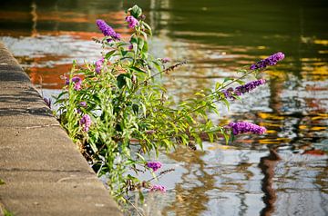 Butterfly bush on the quay by Frans Blok