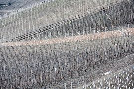 Rebstock von Jim van Iterson