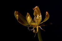 Tulpe