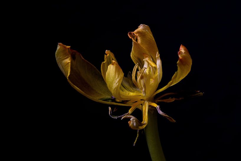 Tulip by Sylvia Van Dijk