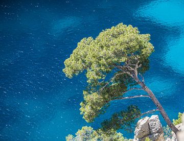 Pine meets blue sea by Thomas Götzen