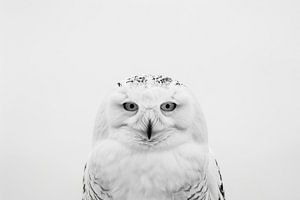 Eule - Schwarzweißfotografie