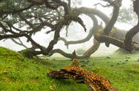 Bomen in Madeira van Michel van Kooten thumbnail