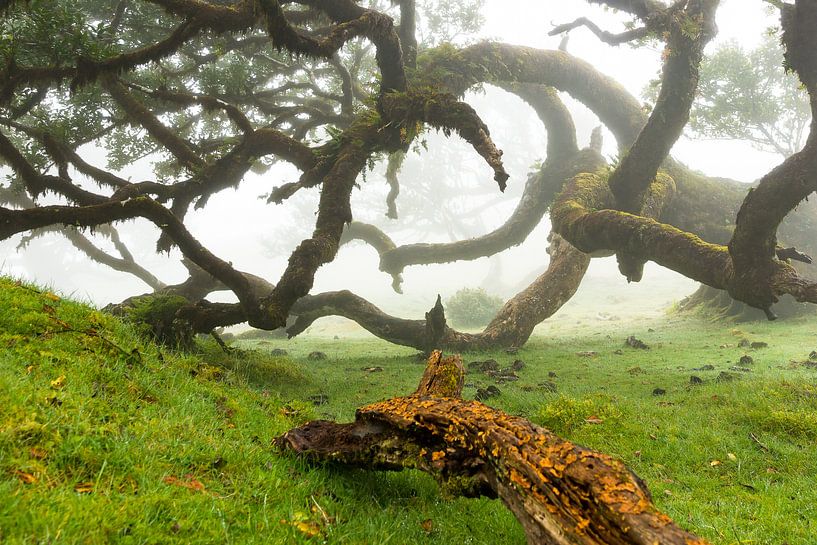 Bomen in Madeira par Michel van Kooten