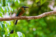 Motmot by Jeroen Meeuwsen thumbnail