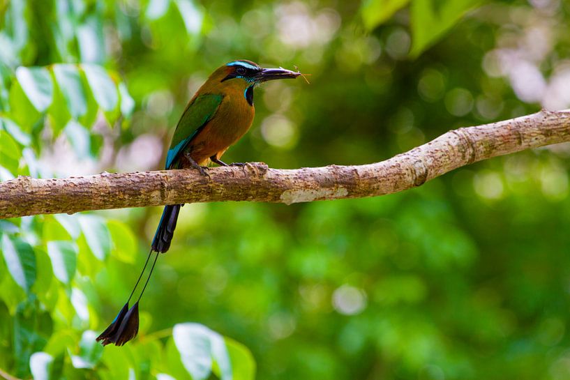 Motmot by Jeroen Meeuwsen