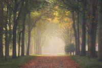 Fairytale oak lane
