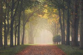 Märchenhafte Eichenallee von Roelie Steinmann