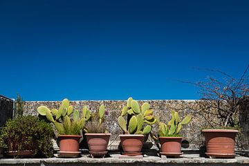 Cactussen van Francisca Snel