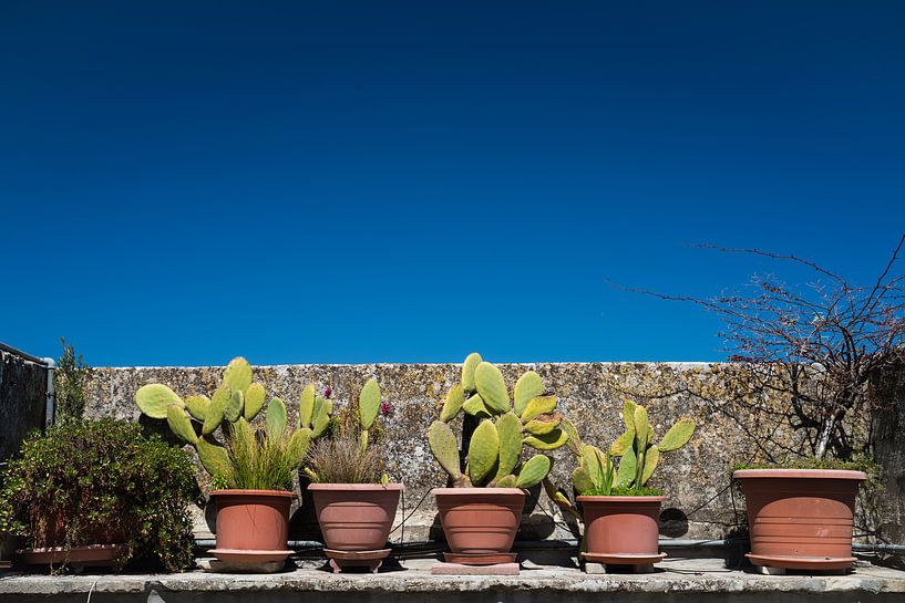Kaktus von Francisca Snel