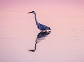 Blauwe Reiger bij ondergaande zon van Henk Goossens thumbnail