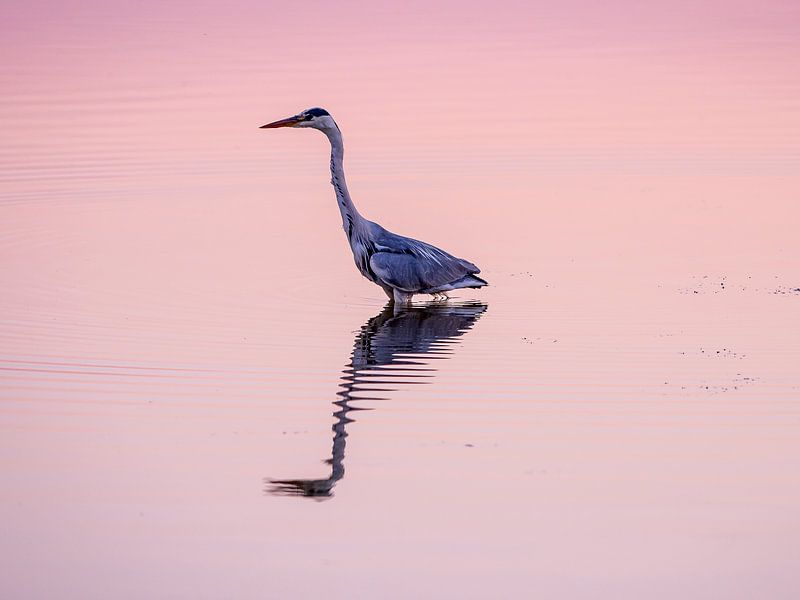 Blauwe Reiger bij ondergaande zon van Henk Goossens