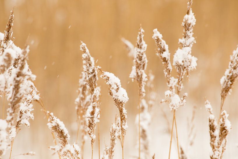 Beautiful atmospheric snow on the reeds by Nicole Nagtegaal