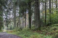 Bos langs de rivier de Hoëgne (Ardennen) van Heidi Bol thumbnail