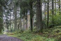 Bos langs de rivier de Hoëgne (Ardennen)