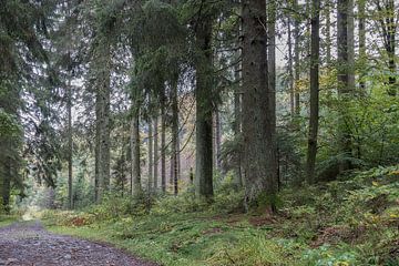 Bos langs de rivier de Hoëgne (Ardennen) van Heidi Bol