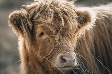 Schotse hooglander in natuurgebied in de middag van Dirk van Egmond