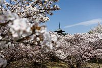 Kyoto, Japan - Während der Blütezeit