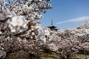 Kyoto, Japan - Tijdens de bloesemperiode van Marvin de Kievit