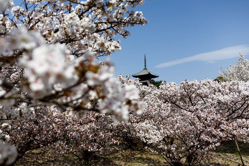 Kyoto, Japan - During the blossom period by Marvin de Kievit