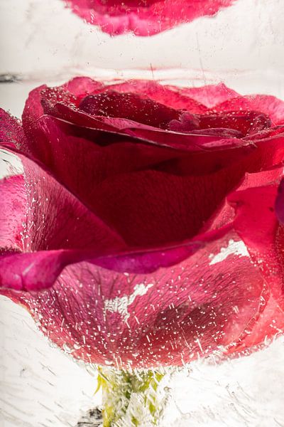 Rose rouge dans la glace cristalline 1 par Marc Heiligenstein