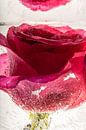 Rose rouge dans la glace cristalline 1 par Marc Heiligenstein Aperçu
