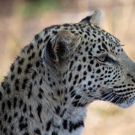 Luipaard | Zuid-Afrika | Krugerpark van Claudia van Kuijk