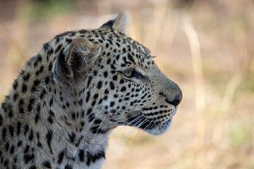 Leopard | Südafrika | Kruger Park von Claudia van Kuijk