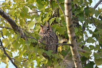 Waldohreule (Asio otus)