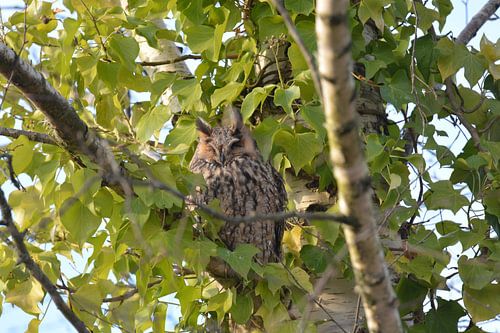 Waldohreule (Asio otus)