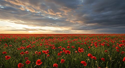 Zee van klaprozen in stormlicht - Exclusieve wanddecoratie