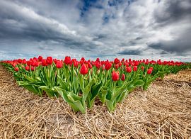 Red Tulips 2020 Front view by Alex Hiemstra
