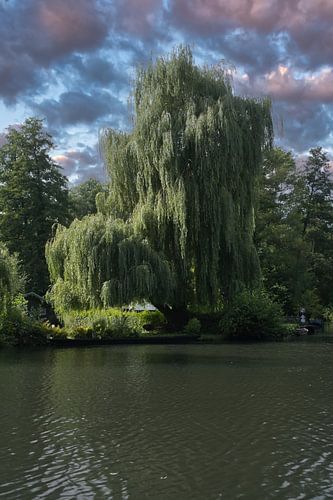 Treurwilg aan de oever van de rivier onder een dramatische hemel in een idyllische natuurlijke omgeving