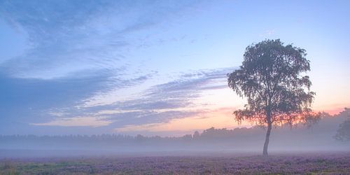 Bloeiende heideplanten in een heidelandschap tijdens zonsopgang