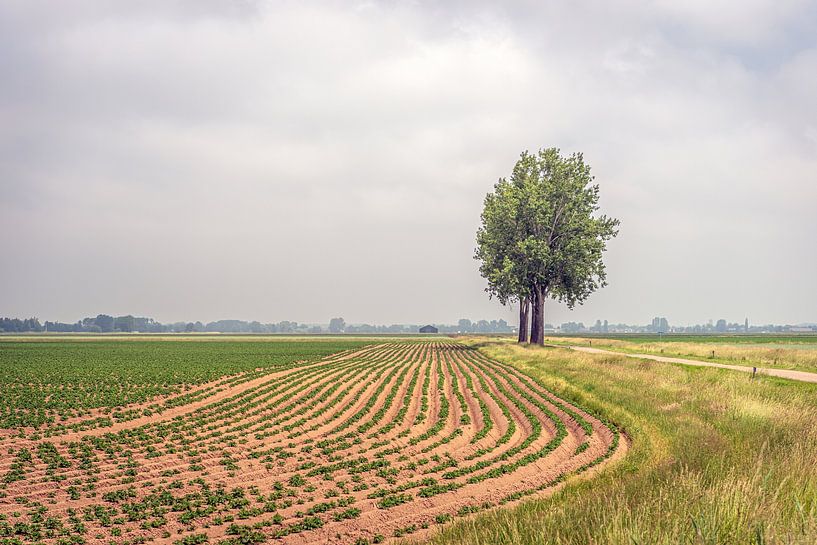 Picturesque Dutch landscape in spring by Ruud Morijn
