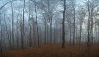 Forestwalk