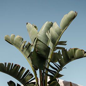 Spaanse groene plant van Hilde Landhuis