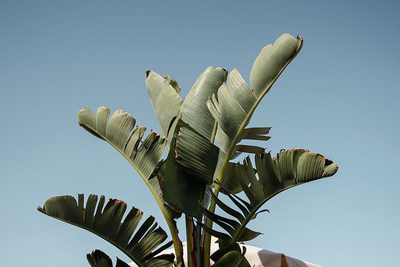 Spanish green plant by Hilde Landhuis