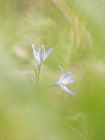 Chionodoxa mit weichem Aussehen