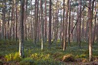 Zonsopgang in het bos
