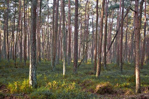 Sunrise in the forest