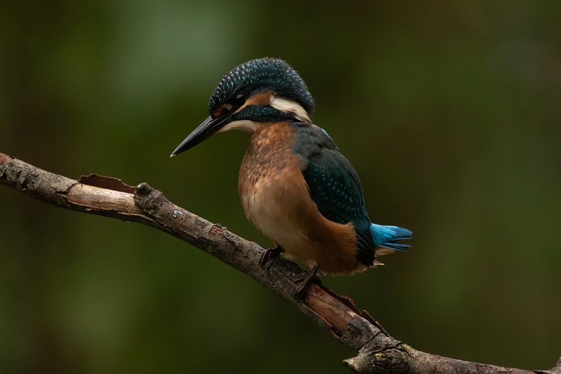 kingfisher by vdzwanfotografie