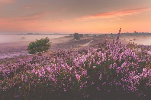 Zonsopkomst boven paarse heide veld